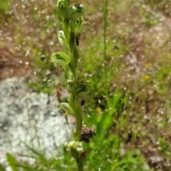 Hymenochilus cycnocephalus at Stromlo, ACT - suppressed