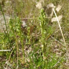 Hymenochilus cycnocephalus at Stromlo, ACT - suppressed