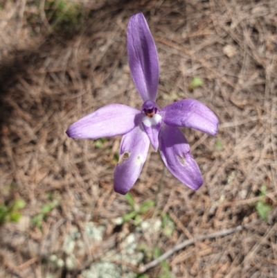 Glossodia major (Wax Lip Orchid) at Stromlo, ACT - 27 Oct 2021 by Rebeccajgee