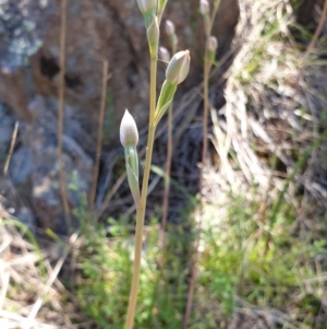 Thelymitra sp. at Stromlo, ACT - suppressed