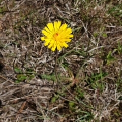 Microseris lanceolata at Molonglo Valley, ACT - 26 Oct 2021 by Rebeccajgee