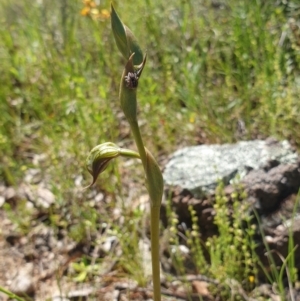 Oligochaetochilus hamatus at Stromlo, ACT - suppressed