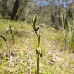 Oligochaetochilus hamatus at Stromlo, ACT - suppressed