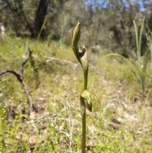 Oligochaetochilus hamatus at Stromlo, ACT - suppressed