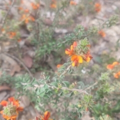 Pultenaea procumbens (Bush Pea) at Greenleigh, NSW - 24 Oct 2021 by LyndalT