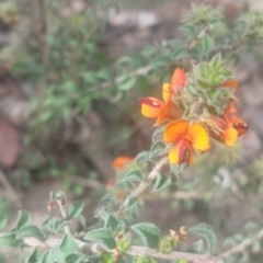 Pultenaea procumbens at Greenleigh, NSW - 24 Oct 2021