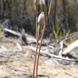 Thelymitra sp. at Stromlo, ACT - suppressed