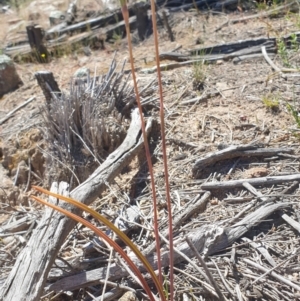 Thelymitra sp. at Stromlo, ACT - suppressed