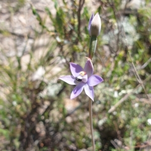 Thelymitra sp. at Stromlo, ACT - suppressed