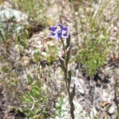 Thelymitra sp. at Stromlo, ACT - suppressed