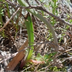 Thelymitra sp. at Stromlo, ACT - suppressed