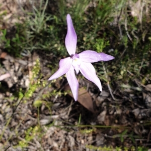 Glossodia major at Stromlo, ACT - suppressed