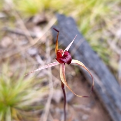 Caladenia montana (Mountain Spider Orchid) at Yarrangobilly, NSW - 23 Oct 2021 by Ryl