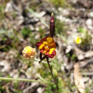 Diuris semilunulata at Stromlo, ACT - 27 Oct 2021