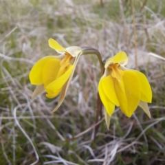 Diuris subalpina (Small Snake Orchid) at Hereford Hall, NSW - 27 Oct 2021 by gregbaines