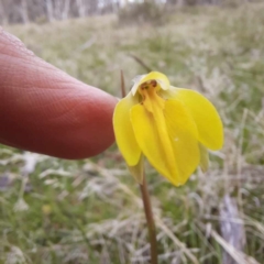 Diuris subalpina at Hereford Hall, NSW - suppressed