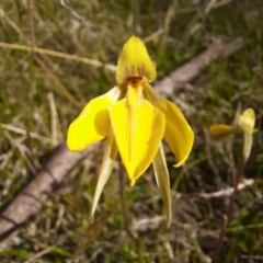 Diuris subalpina at Hereford Hall, NSW - suppressed