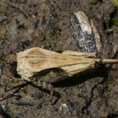 Paratettix australis at Googong, NSW - 17 Oct 2021