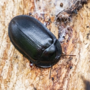 Pterohelaeus striatopunctatus at Googong, NSW - 15 Oct 2021