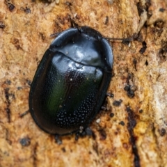 Pterohelaeus striatopunctatus at Googong, NSW - 15 Oct 2021