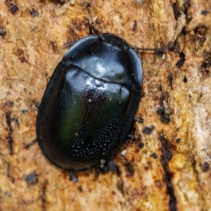 Pterohelaeus striatopunctatus at Googong, NSW - 15 Oct 2021 02:59 PM