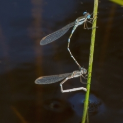 Austrolestes leda (Wandering Ringtail) at Googong, NSW - 17 Oct 2021 by WHall