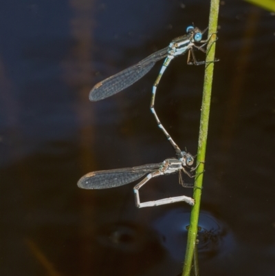 Austrolestes leda (Wandering Ringtail) at Googong, NSW - 17 Oct 2021 by WHall