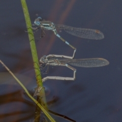 Austrolestes leda at Googong, NSW - 17 Oct 2021 12:21 PM