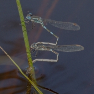 Austrolestes leda at Googong, NSW - 17 Oct 2021 12:21 PM