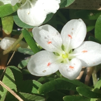 Montia australasica (White Purslane) at Rendezvous Creek, ACT - 23 Oct 2021 by Ned_Johnston