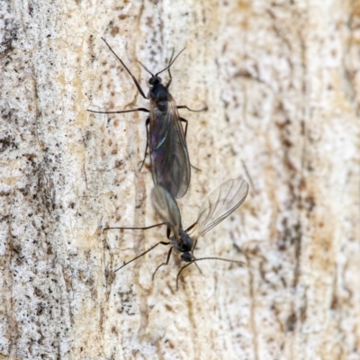 Unidentified Insect at Googong, NSW - 15 Oct 2021 by WHall