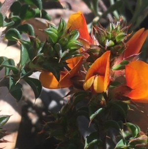 Pultenaea procumbens at Rendezvous Creek, ACT - 24 Oct 2021 11:03 AM