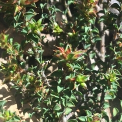 Pultenaea procumbens at Rendezvous Creek, ACT - 24 Oct 2021 11:03 AM