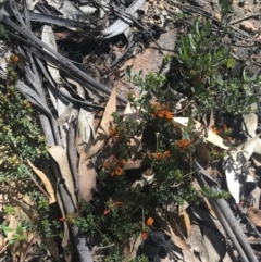 Pultenaea procumbens at Rendezvous Creek, ACT - 24 Oct 2021