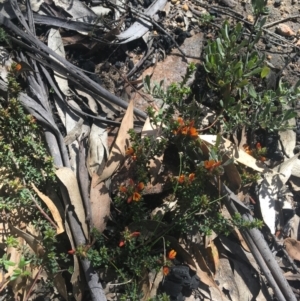 Pultenaea procumbens at Rendezvous Creek, ACT - 24 Oct 2021 11:03 AM