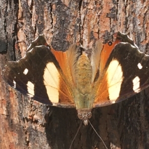 Vanessa itea at Rendezvous Creek, ACT - 24 Oct 2021 11:03 AM