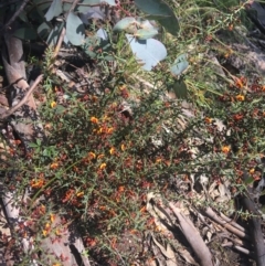 Daviesia ulicifolia (Gorse Bitter-pea) at Rendezvous Creek, ACT - 24 Oct 2021 by Ned_Johnston