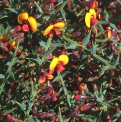 Daviesia ulicifolia at Rendezvous Creek, ACT - 24 Oct 2021 11:17 AM