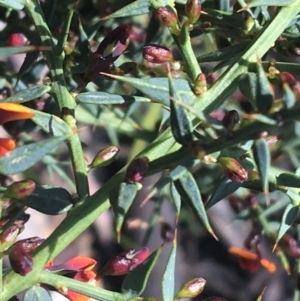 Daviesia ulicifolia at Rendezvous Creek, ACT - 24 Oct 2021 11:17 AM