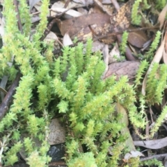 Crassula sieberiana (Austral Stonecrop) at Rendezvous Creek, ACT - 24 Oct 2021 by NedJohnston