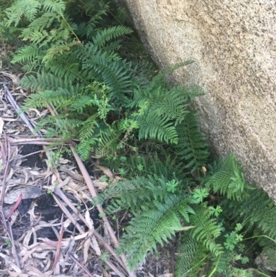Polystichum proliferum (Mother Shield Fern) at Rendezvous Creek, ACT - 24 Oct 2021 by Ned_Johnston