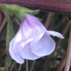 Euphrasia collina subsp. paludosa at Rendezvous Creek, ACT - 24 Oct 2021 by Ned_Johnston