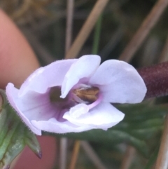 Euphrasia collina subsp. paludosa at Rendezvous Creek, ACT - 24 Oct 2021