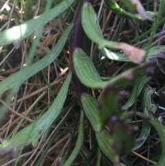 Euphrasia collina subsp. paludosa at Rendezvous Creek, ACT - 24 Oct 2021