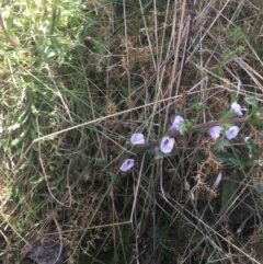 Euphrasia collina subsp. paludosa at Rendezvous Creek, ACT - 24 Oct 2021