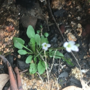 Cardamine franklinensis at Rendezvous Creek, ACT - 24 Oct 2021