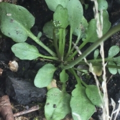 Cardamine franklinensis at Rendezvous Creek, ACT - 24 Oct 2021 12:55 PM