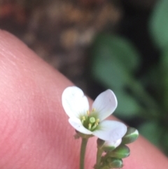 Cardamine franklinensis at Rendezvous Creek, ACT - 24 Oct 2021