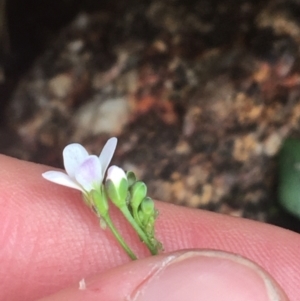 Cardamine franklinensis at Rendezvous Creek, ACT - 24 Oct 2021 12:55 PM