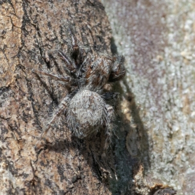 Servaea incana (Hoary Servaea) at Googong, NSW - 17 Oct 2021 by WHall